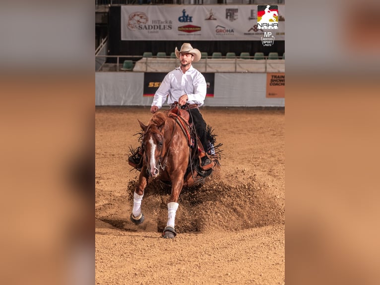 American Quarter Horse Wallach 8 Jahre 155 cm Fuchs in Parkstein