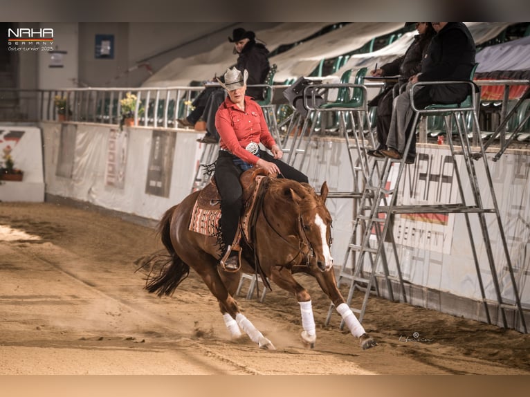 American Quarter Horse Wallach 8 Jahre 155 cm Fuchs in Parkstein