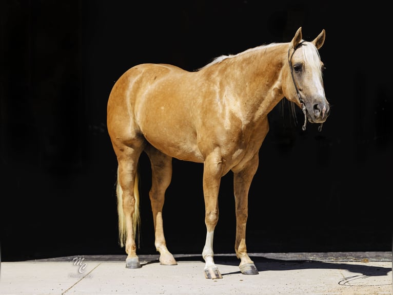 American Quarter Horse Wallach 8 Jahre 155 cm Palomino in Caldwell, ID