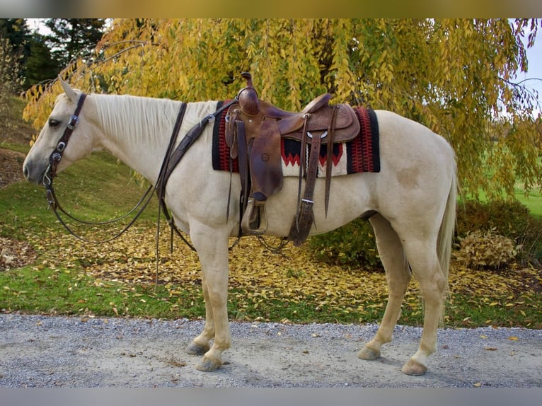 American Quarter Horse Wallach 8 Jahre 155 cm Palomino in Millersburg, OH