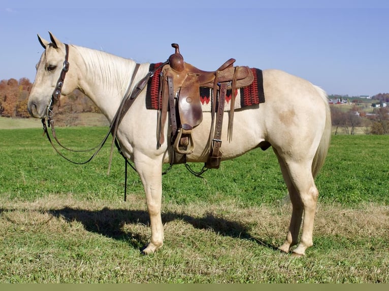 American Quarter Horse Wallach 8 Jahre 155 cm Palomino in Millersburg, OH