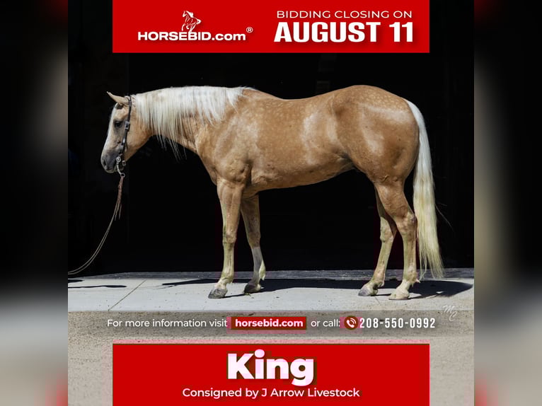 American Quarter Horse Wallach 8 Jahre 155 cm Palomino in Caldwell, ID