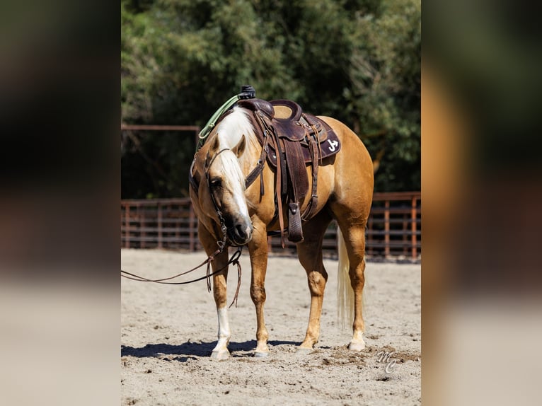 American Quarter Horse Wallach 8 Jahre 155 cm Palomino in Caldwell, ID