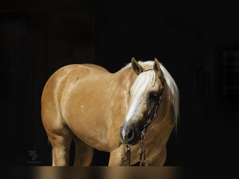 American Quarter Horse Wallach 8 Jahre 155 cm Palomino in Caldwell, ID