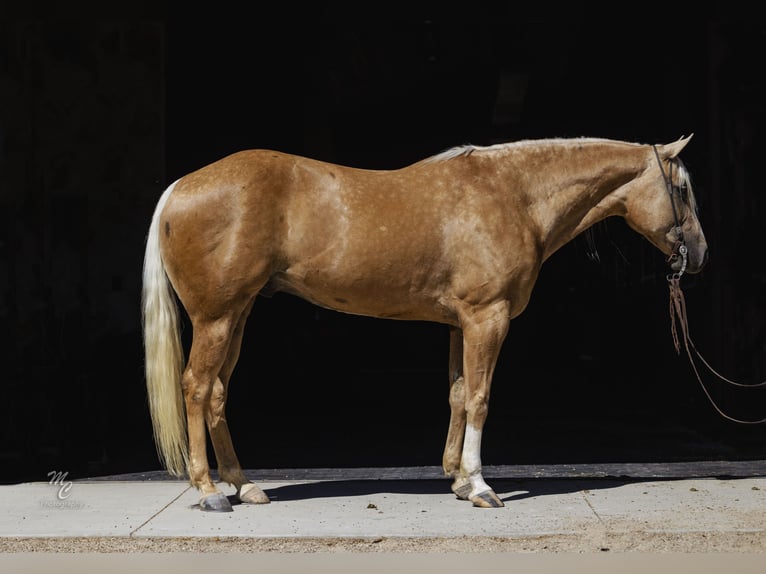 American Quarter Horse Wallach 8 Jahre 155 cm Palomino in Caldwell, ID