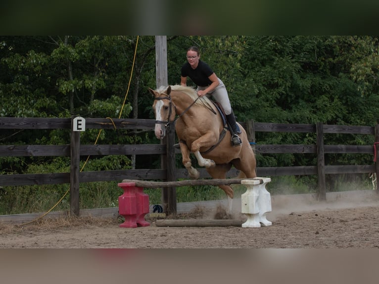 American Quarter Horse Wallach 8 Jahre 155 cm Palomino in Fredericksburg