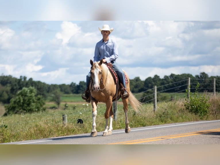 American Quarter Horse Wallach 8 Jahre 155 cm Palomino in Fredericksburg