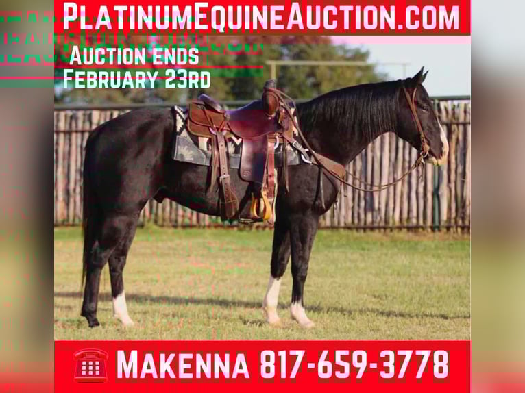 American Quarter Horse Wallach 8 Jahre 155 cm Rappe in Lipan TX