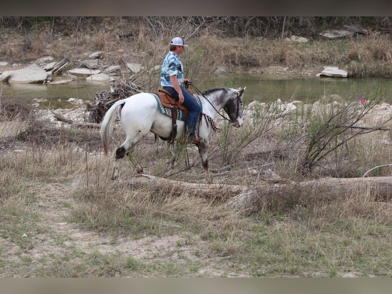 American Quarter Horse Wallach 8 Jahre 155 cm Rappe in Lipan TX