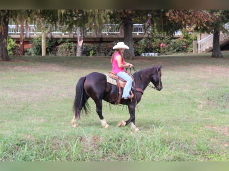 American Quarter Horse Wallach 8 Jahre 155 cm Rappe in Rusk TX