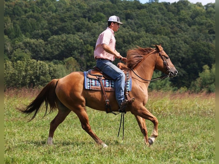 American Quarter Horse Wallach 8 Jahre 155 cm Red Dun in Somerset, KY