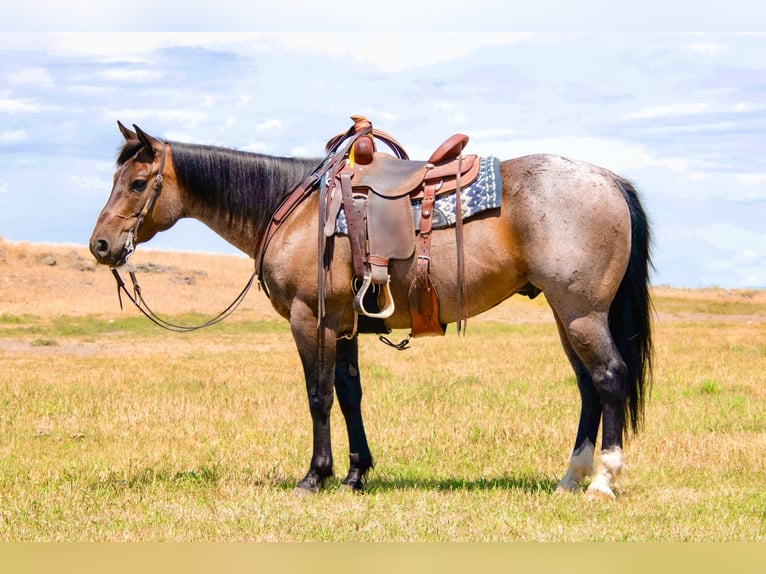 American Quarter Horse Wallach 8 Jahre 155 cm Roan-Bay in Saint Anthony, ID