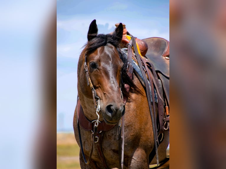 American Quarter Horse Wallach 8 Jahre 155 cm Roan-Bay in Saint Anthony, ID