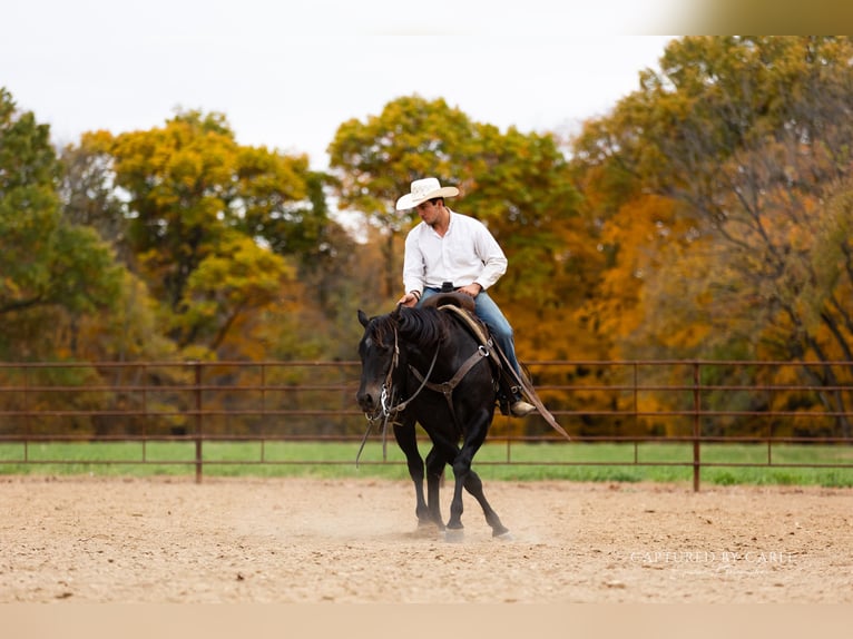 American Quarter Horse Wallach 8 Jahre 155 cm Roan-Blue in Lewistown