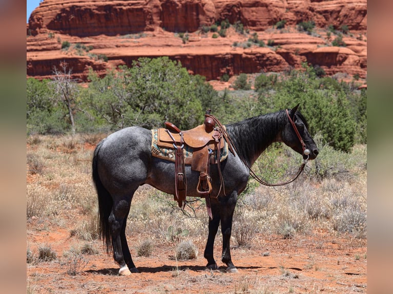 American Quarter Horse Wallach 8 Jahre 155 cm Roan-Blue in Camp Verde