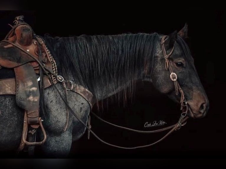 American Quarter Horse Wallach 8 Jahre 155 cm Roan-Blue in Lewistown IL