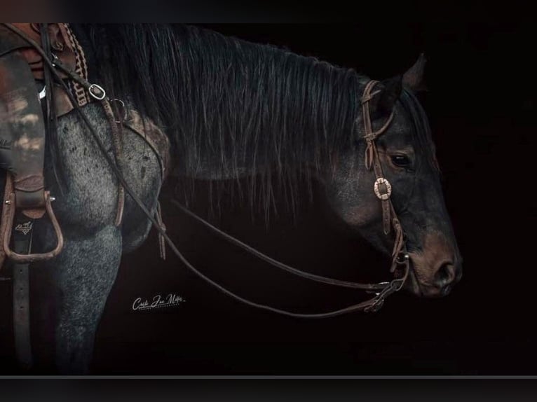 American Quarter Horse Wallach 8 Jahre 155 cm Roan-Blue in Lewistown IL