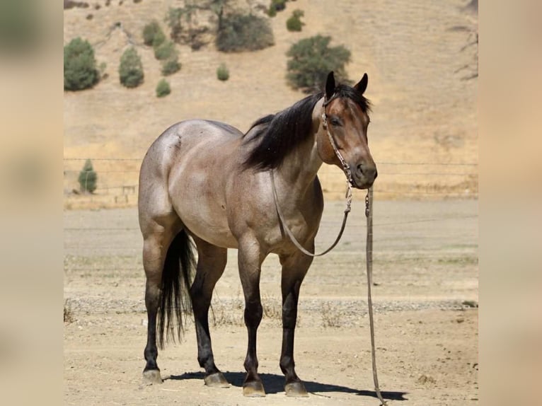 American Quarter Horse Wallach 8 Jahre 155 cm Roan-Blue in Paicines CA
