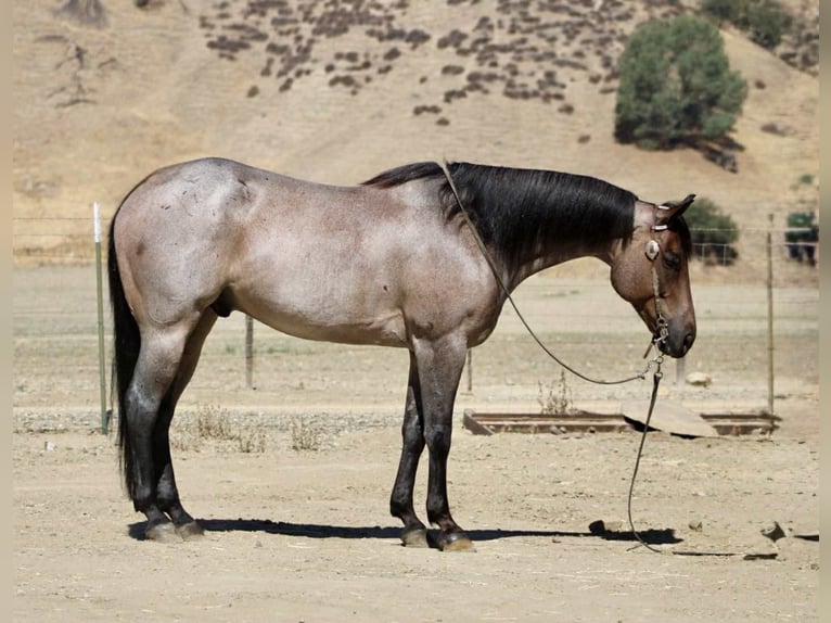 American Quarter Horse Wallach 8 Jahre 155 cm Roan-Blue in Paicines CA