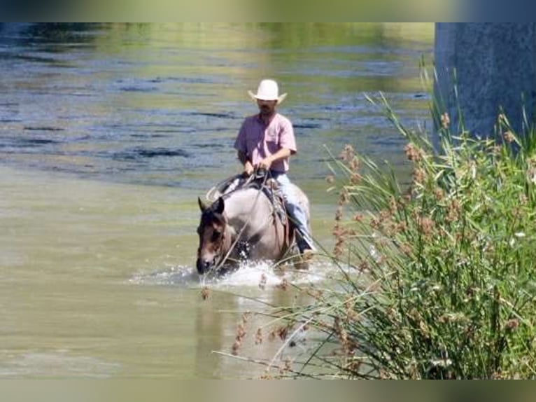 American Quarter Horse Wallach 8 Jahre 155 cm Roan-Blue in Paicines CA