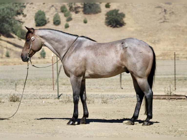 American Quarter Horse Wallach 8 Jahre 155 cm Roan-Blue in Paicines CA
