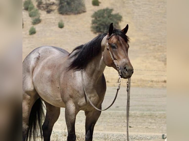 American Quarter Horse Wallach 8 Jahre 155 cm Roan-Blue in Paicines CA