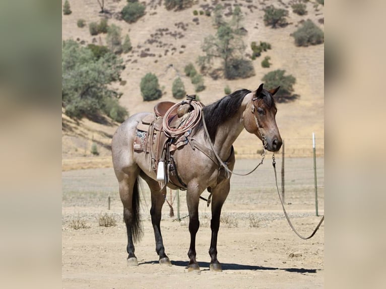 American Quarter Horse Wallach 8 Jahre 155 cm Roan-Blue in Paicines CA