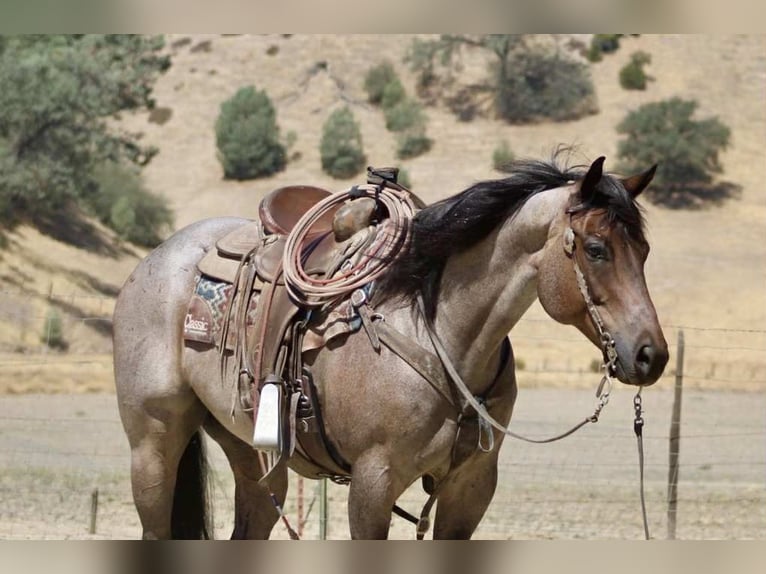 American Quarter Horse Wallach 8 Jahre 155 cm Roan-Blue in Paicines CA
