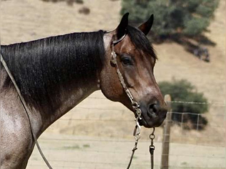 American Quarter Horse Wallach 8 Jahre 155 cm Roan-Blue in Paicines CA