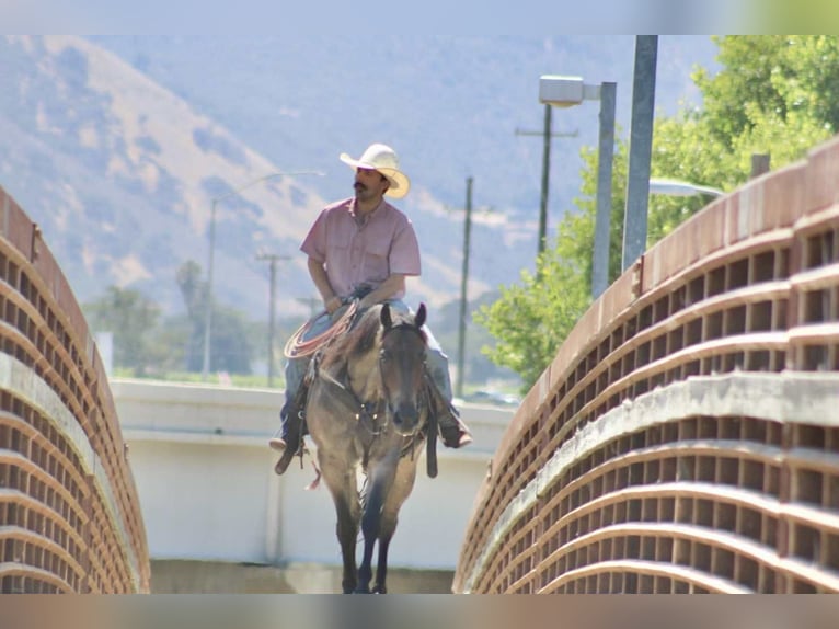 American Quarter Horse Wallach 8 Jahre 155 cm Roan-Blue in Paicines CA