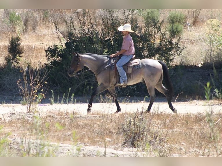 American Quarter Horse Wallach 8 Jahre 155 cm Roan-Blue in Paicines CA