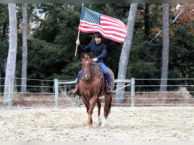 American Quarter Horse Wallach 8 Jahre 155 cm Roan-Red in Clarion