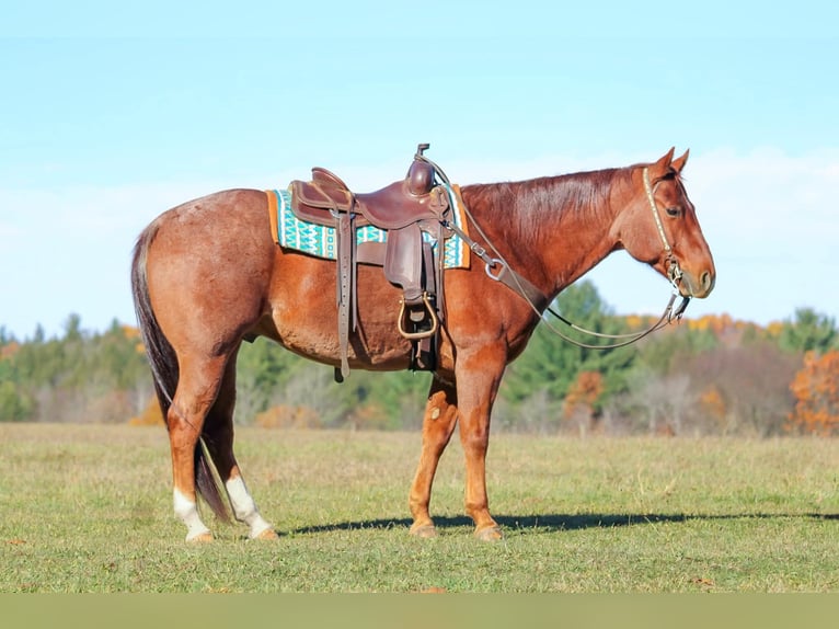 American Quarter Horse Wallach 8 Jahre 155 cm Roan-Red in Clarion