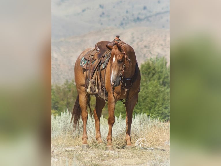 American Quarter Horse Wallach 8 Jahre 155 cm Roan-Red in Cody, WY