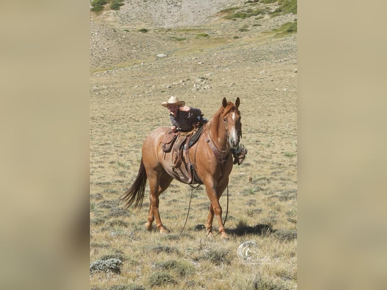 American Quarter Horse Wallach 8 Jahre 155 cm Roan-Red in Cody, WY