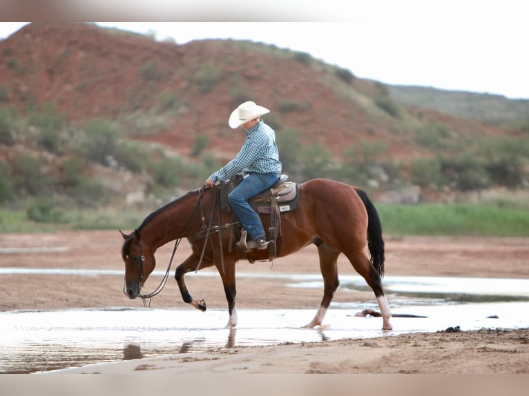 American Quarter Horse Wallach 8 Jahre 155 cm Rotbrauner in Canyon TX