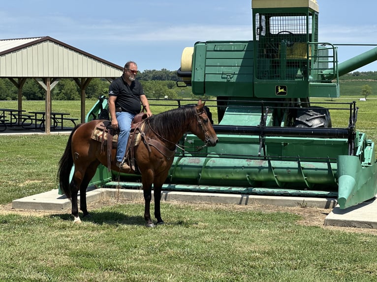 American Quarter Horse Wallach 8 Jahre 155 cm Rotbrauner in Henderson, KY