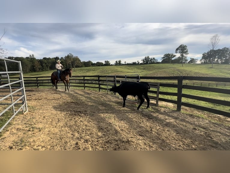 American Quarter Horse Wallach 8 Jahre 155 cm Rotbrauner in Henderson, KY