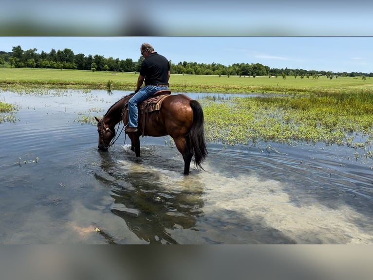 American Quarter Horse Wallach 8 Jahre 155 cm Rotbrauner in Henderson, KY