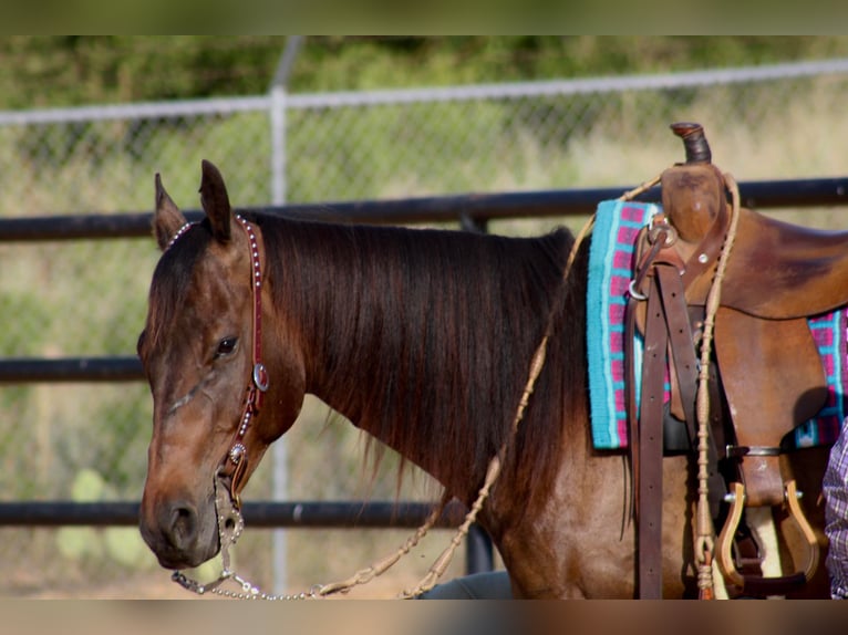 American Quarter Horse Wallach 8 Jahre 155 cm Rotbrauner in Stephenville TX