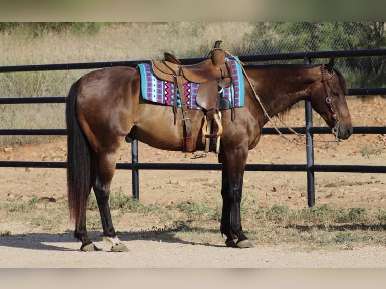 American Quarter Horse Wallach 8 Jahre 155 cm Rotbrauner in Stephenville TX