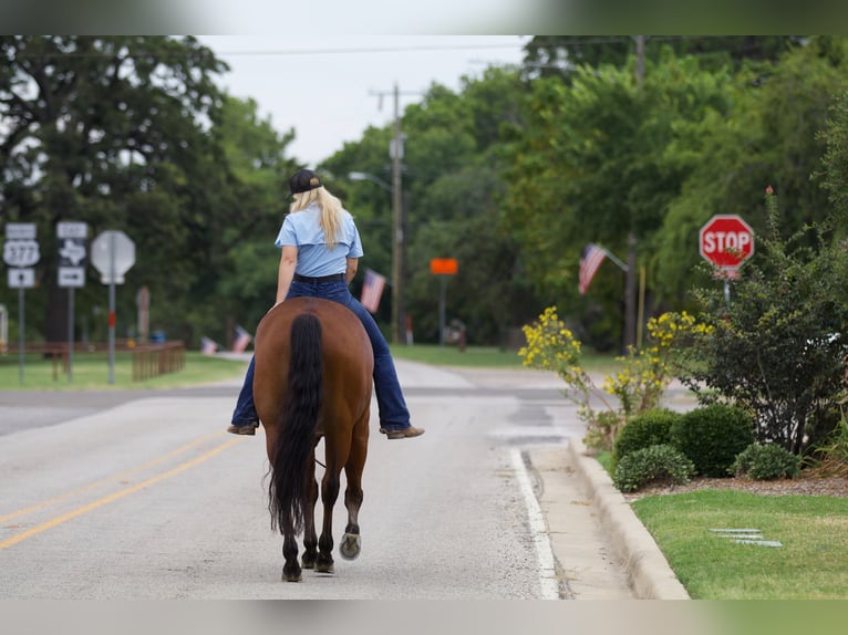 American Quarter Horse Wallach 8 Jahre 155 cm Rotbrauner in Pilot Point, TX