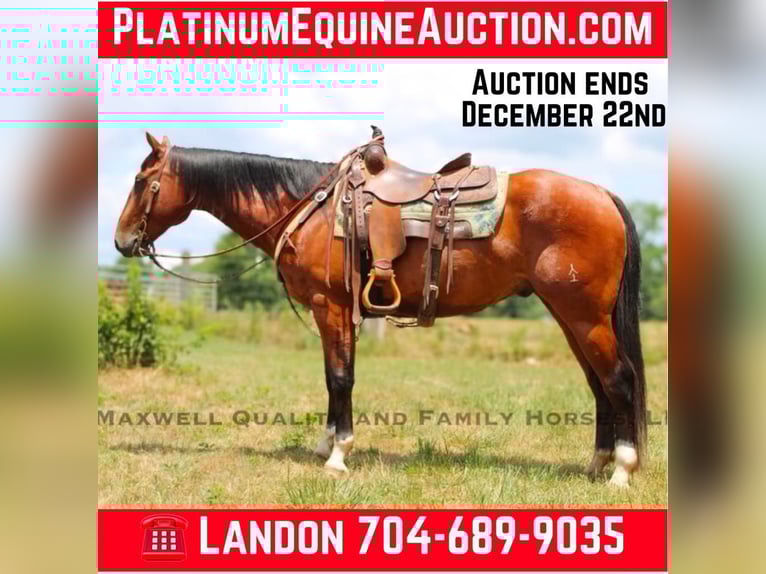 American Quarter Horse Wallach 8 Jahre 155 cm Rotbrauner in Cherryville NC