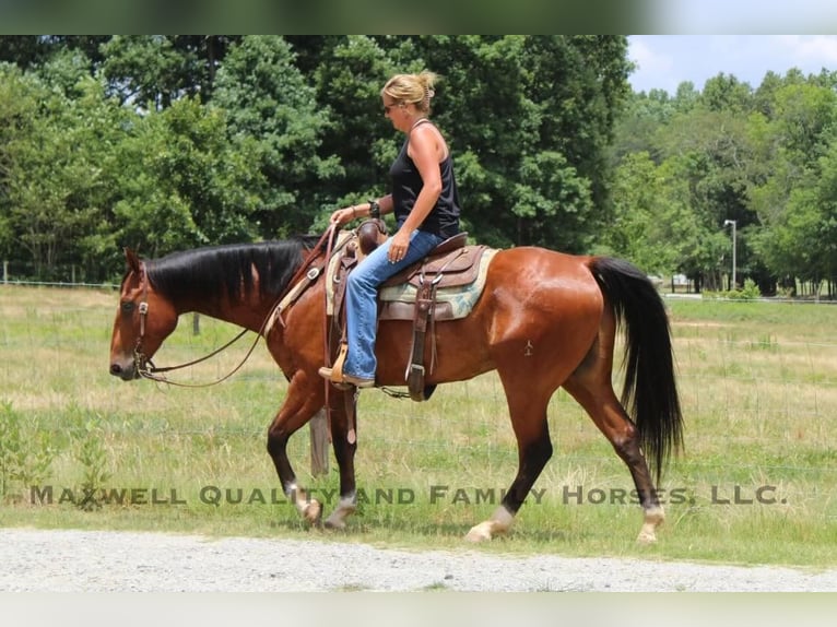 American Quarter Horse Wallach 8 Jahre 155 cm Rotbrauner in Cherryville NC