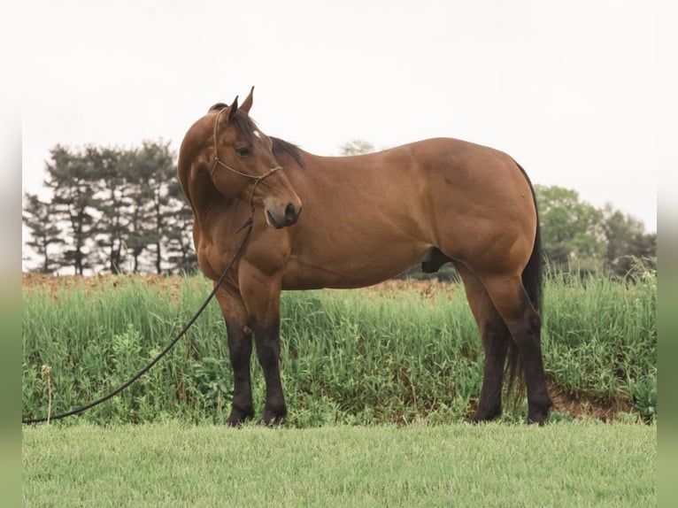 American Quarter Horse Mix Wallach 8 Jahre 155 cm Rotbrauner in Fredericksburg, OH