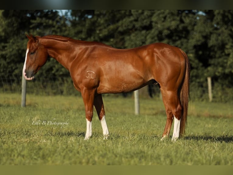 American Quarter Horse Wallach 8 Jahre 155 cm Rotfuchs in Brodhead