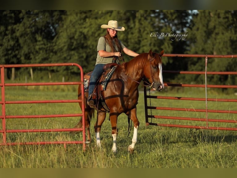 American Quarter Horse Wallach 8 Jahre 155 cm Rotfuchs in Brodhead