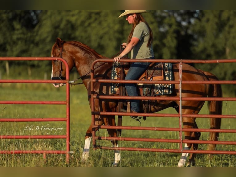 American Quarter Horse Wallach 8 Jahre 155 cm Rotfuchs in Brodhead