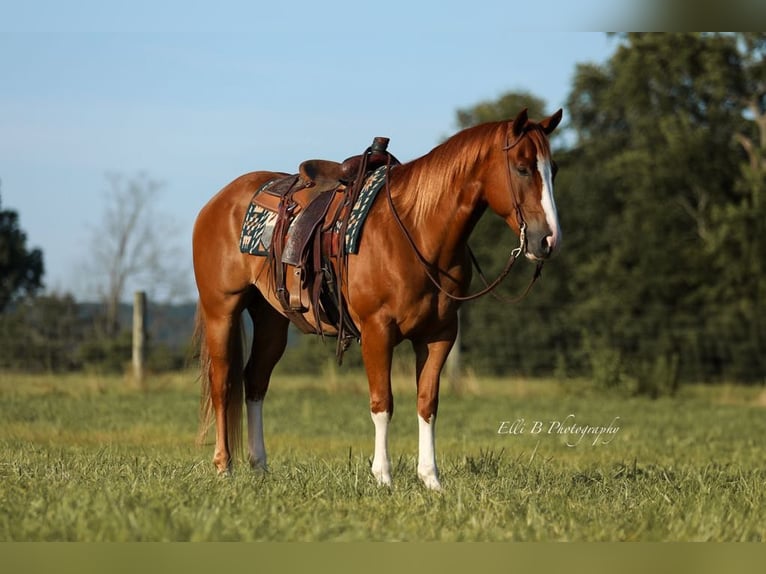 American Quarter Horse Wallach 8 Jahre 155 cm Rotfuchs in Brodhead