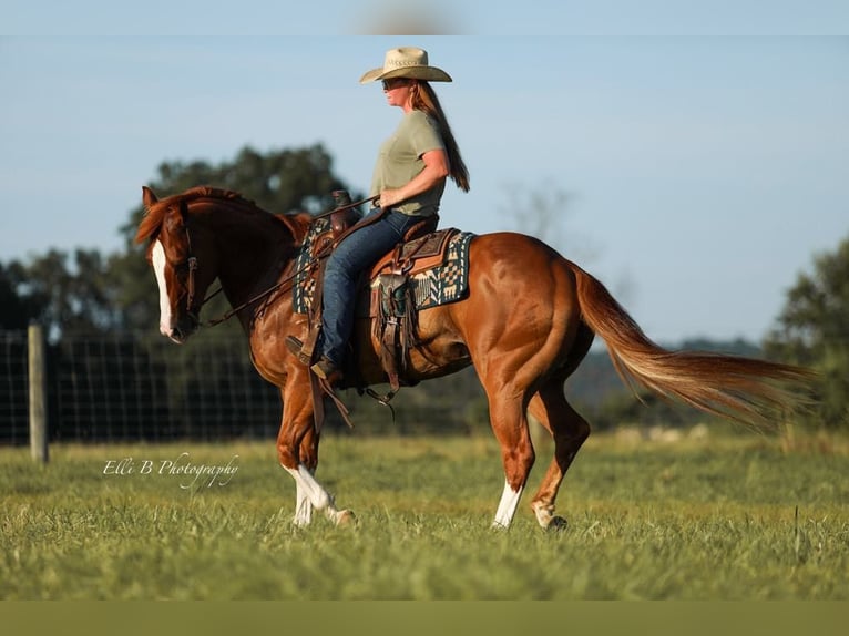 American Quarter Horse Wallach 8 Jahre 155 cm Rotfuchs in Brodhead